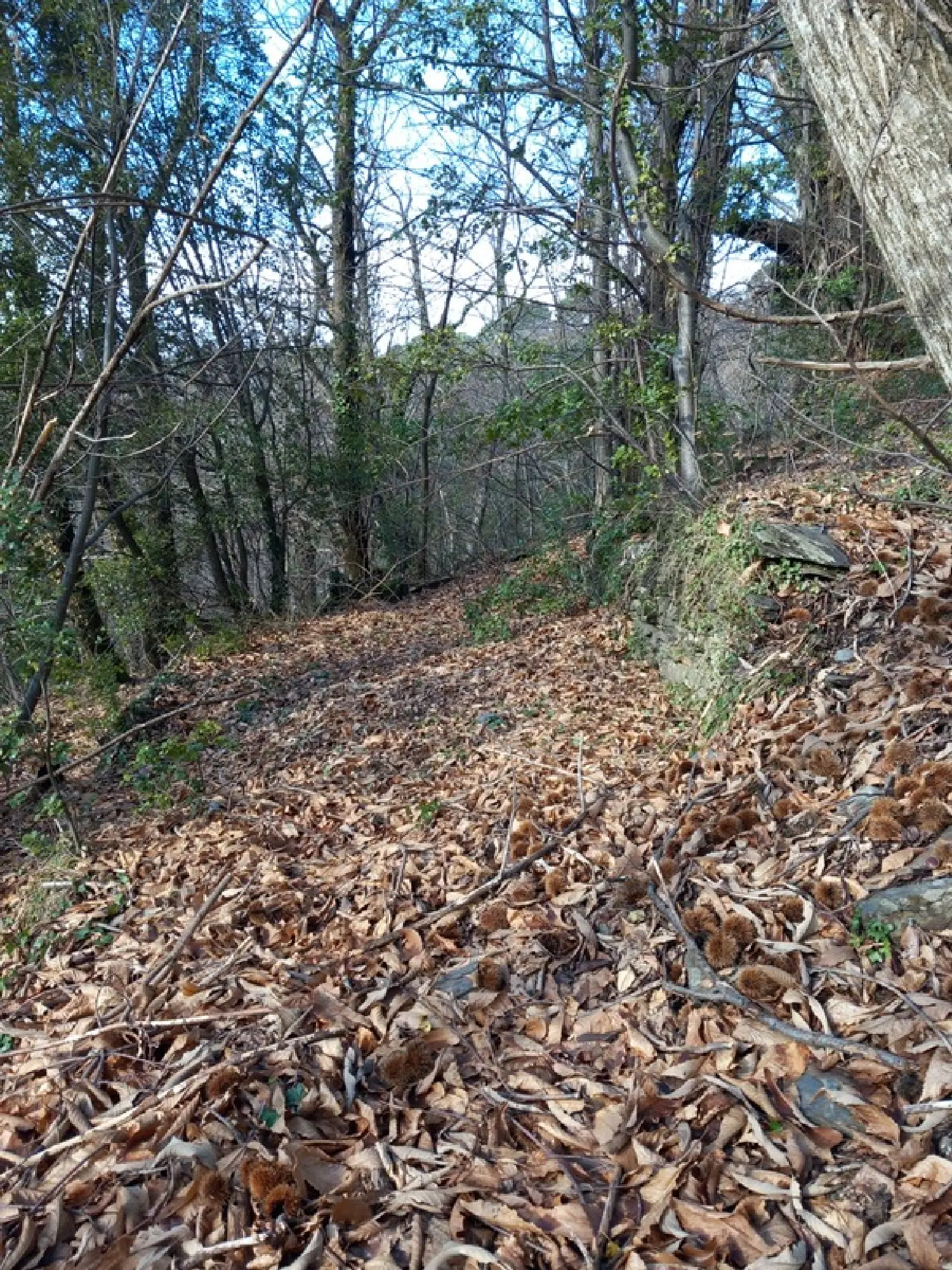  à vendre terrain Saint-Étienne-Vallée-Française Lozère 7