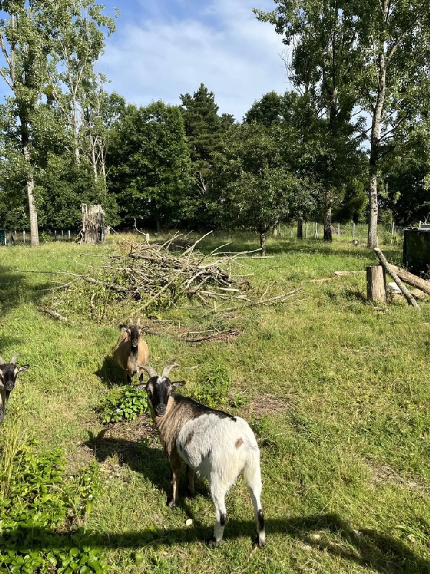 kaufen Grundstück Saint-Philbert-de-Grand-Lieu Loire-Atlantique 8