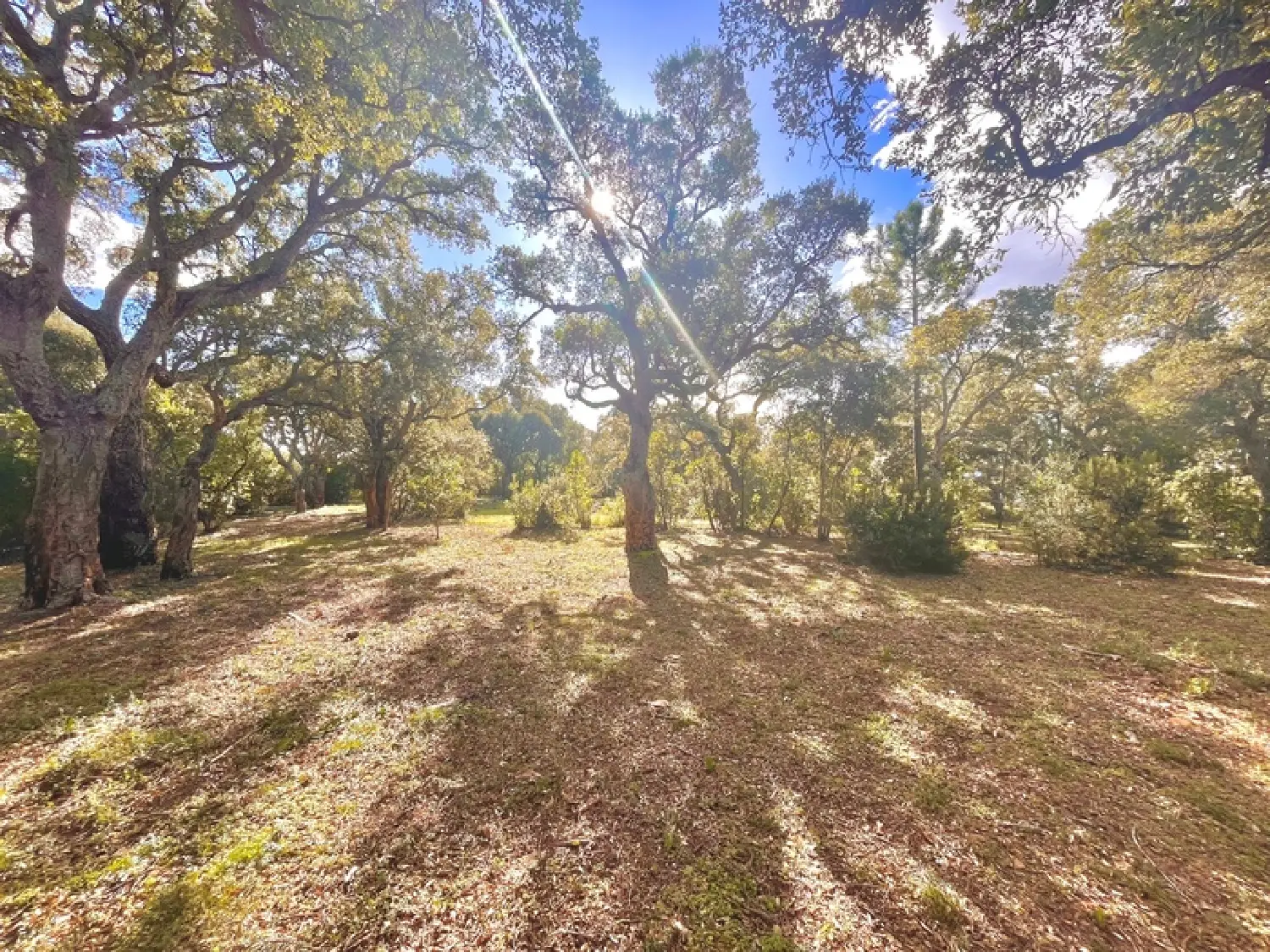  te koop terrein Zonza Corse-du-Sud 3