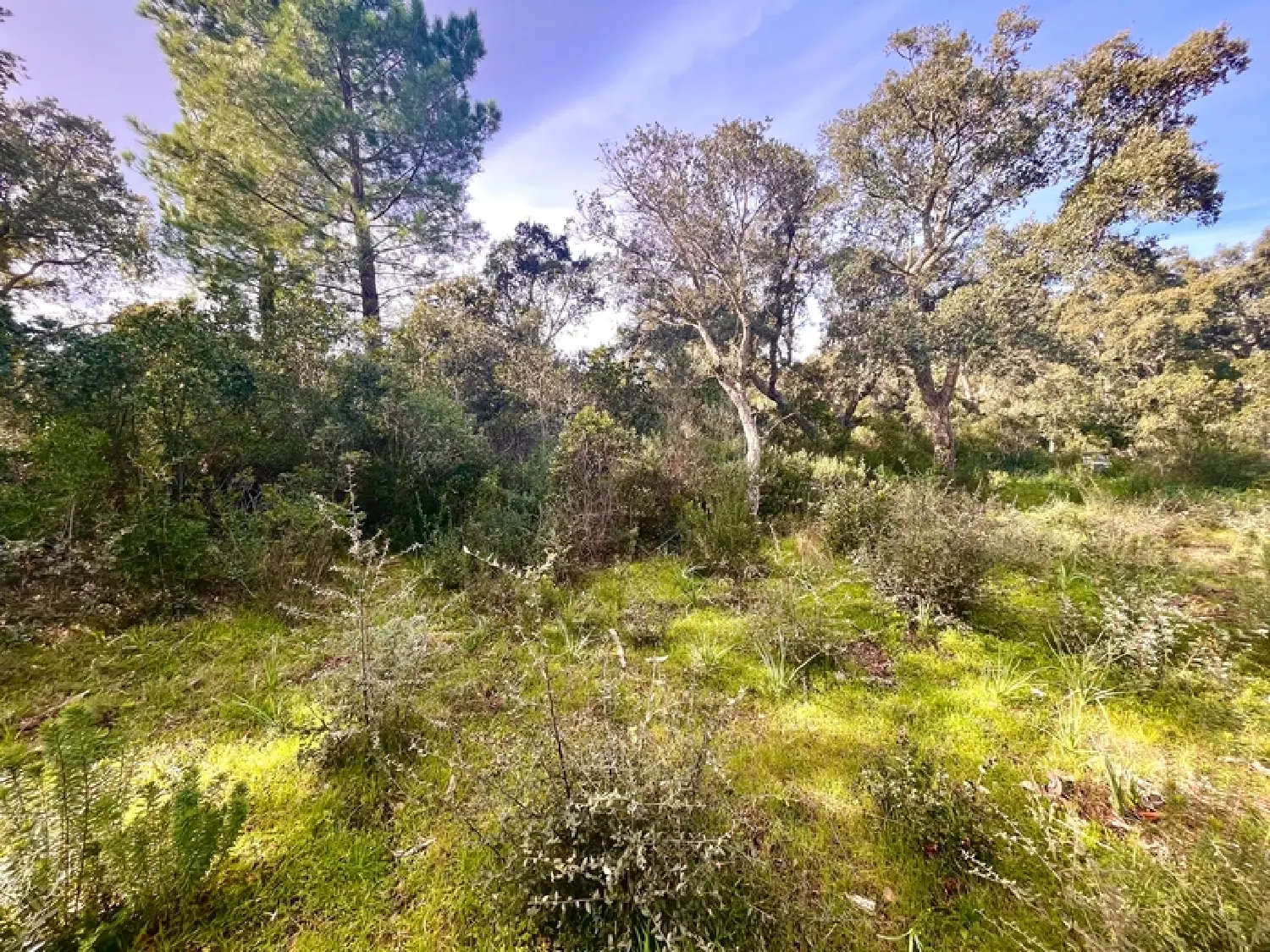  te koop terrein Zonza Corse-du-Sud 4