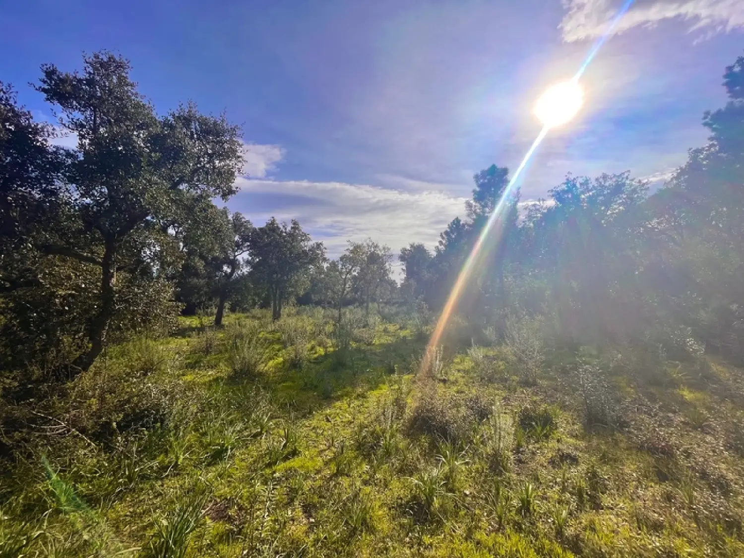  te koop terrein Zonza Corse-du-Sud 5