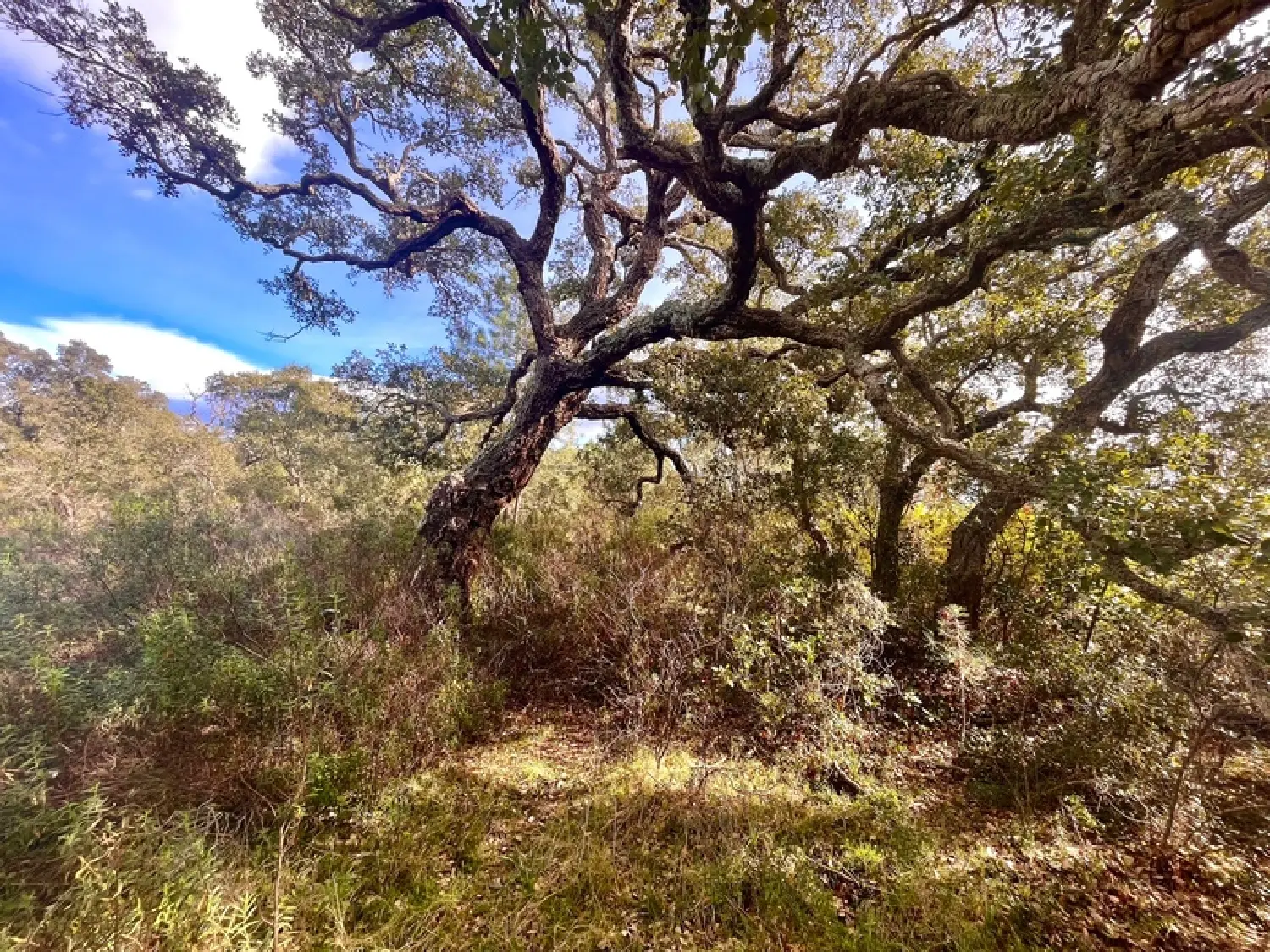  te koop terrein Zonza Corse-du-Sud 6