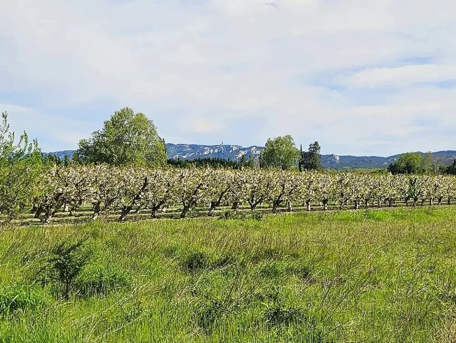  à vendre villa Maillane Bouches-du-Rhône 1