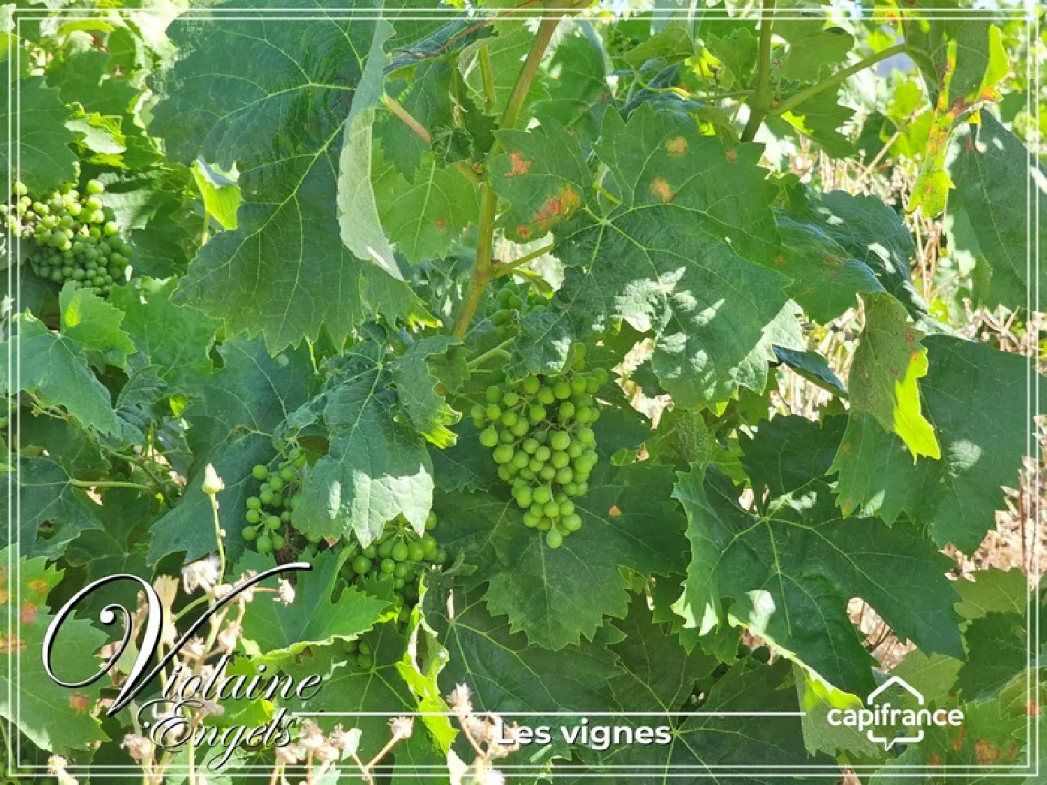  te koop landgoed Cesseras Hérault 1