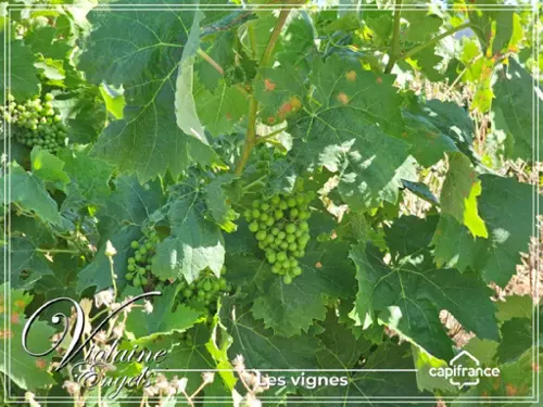 Cesseras Hérault landgoed foto 7110588