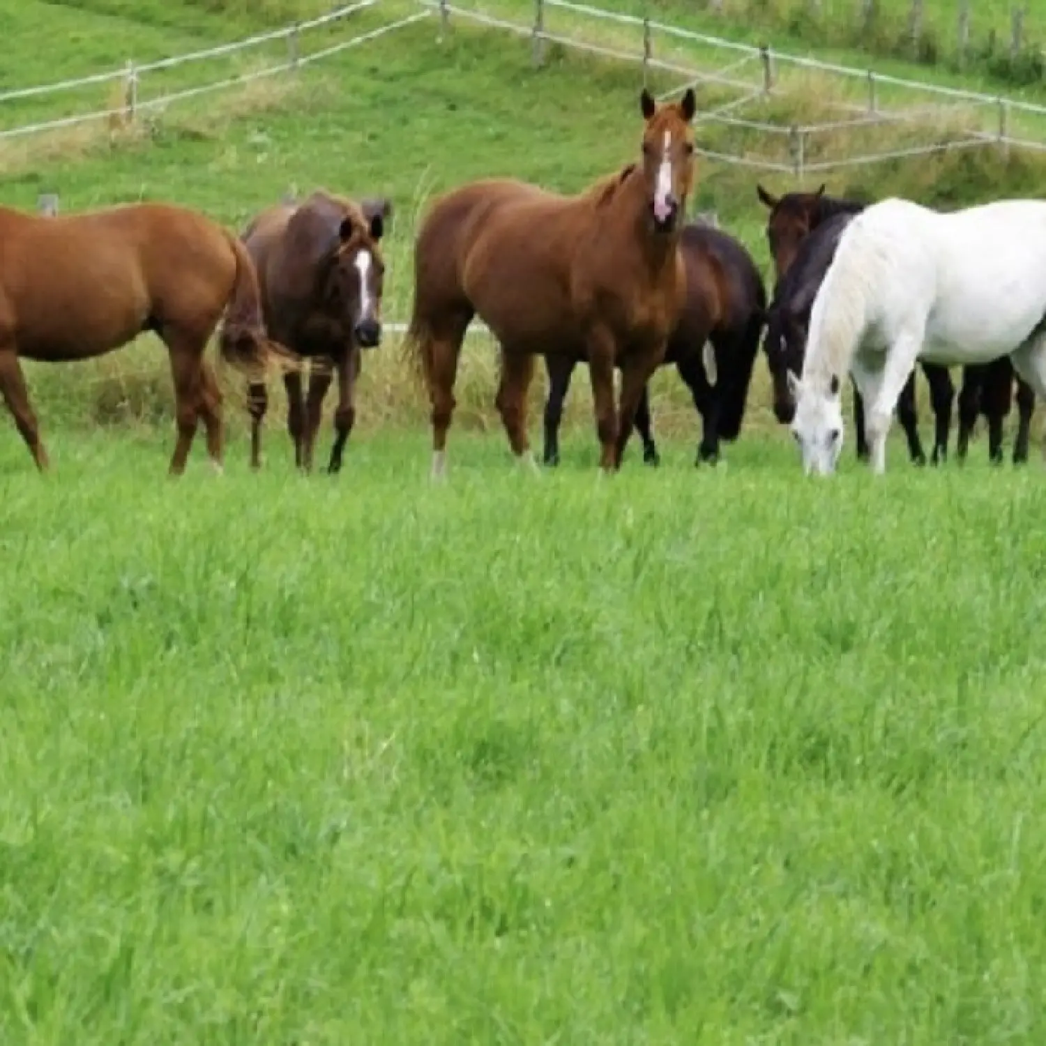  te koop boerderij Contrexéville Vogezen 1