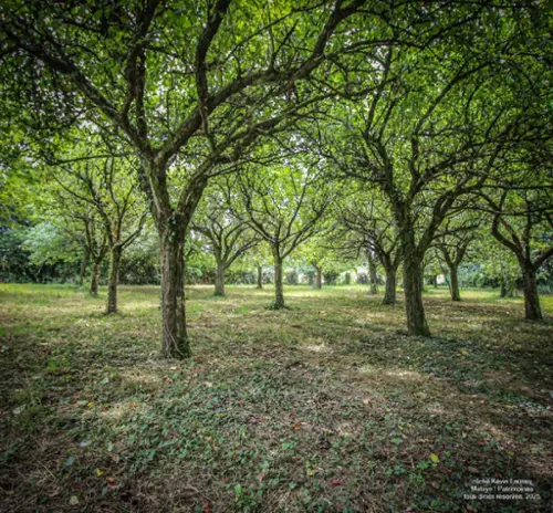  à vendre ferme Pouillon Landes 6