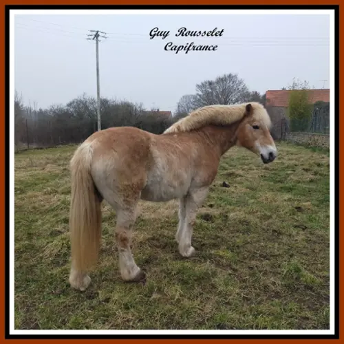 te koop boerderij Semur-en-Auxois Côte-d'Or 7