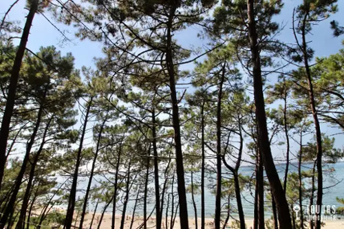 Arcachon Gironde house foto 7110794