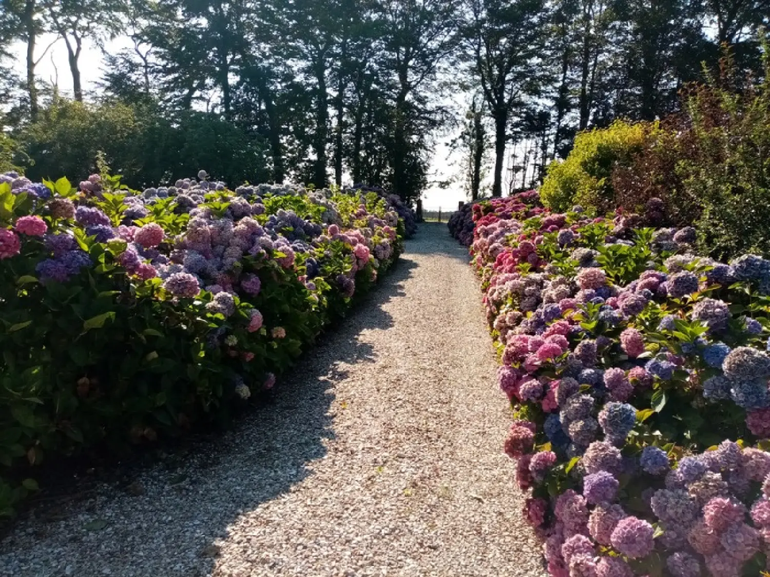  for sale house Cany-Barville Seine-Maritime 5
