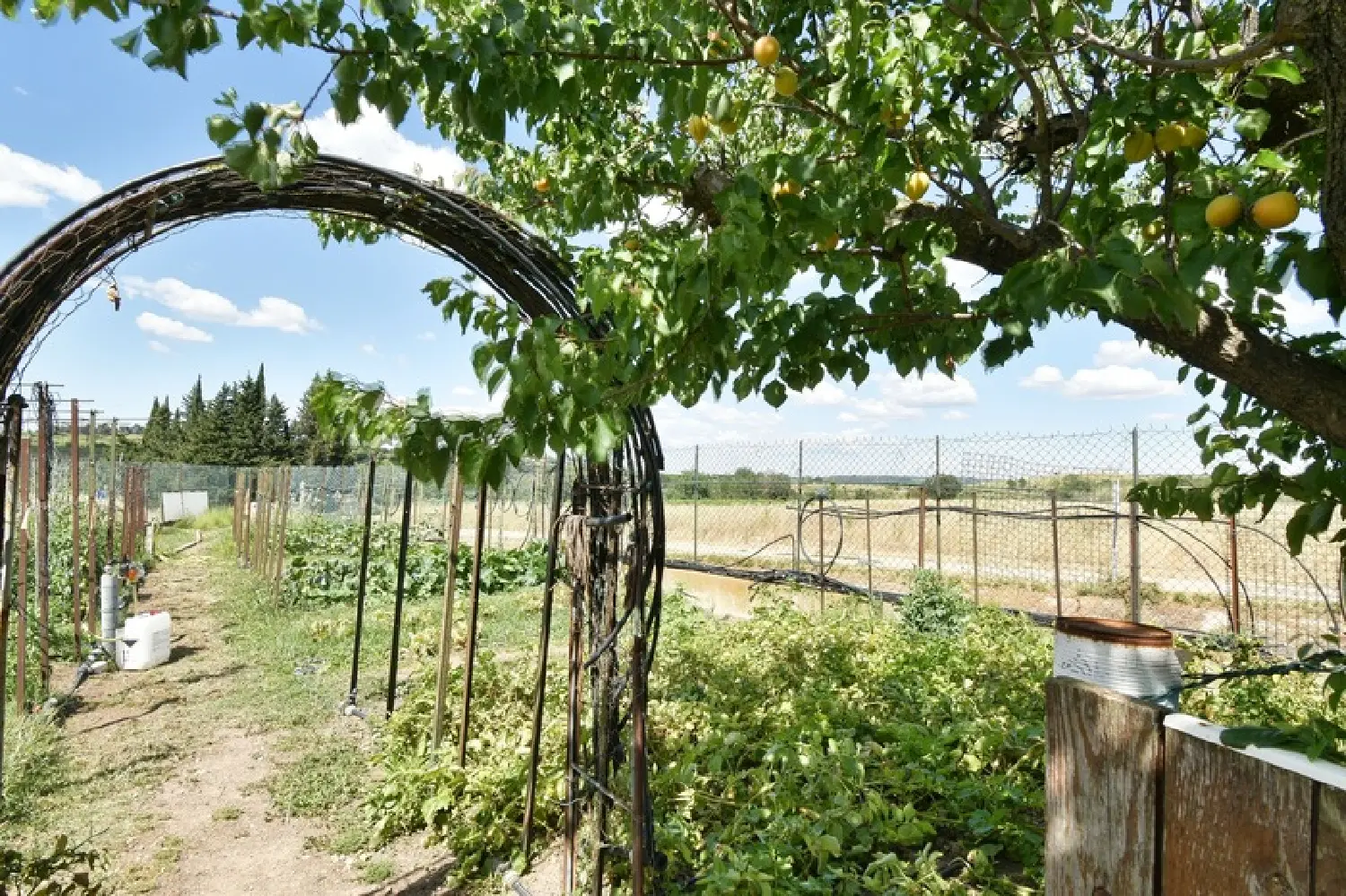 à vendre maison Cazouls-lès-Béziers Hérault 4