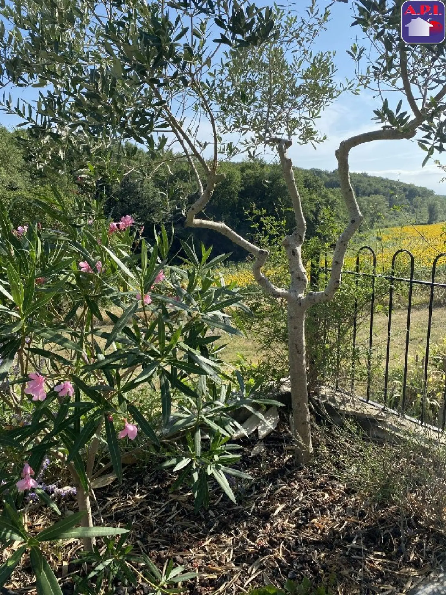  for sale house Fanjeaux Aude 5