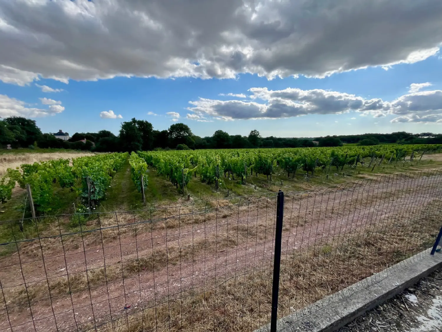  à vendre maison Rosnay Vendée 3
