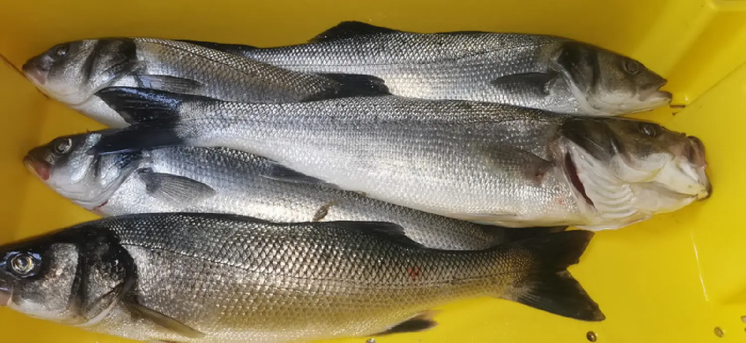  en venta restaurante Tréffiagat Finistère 4