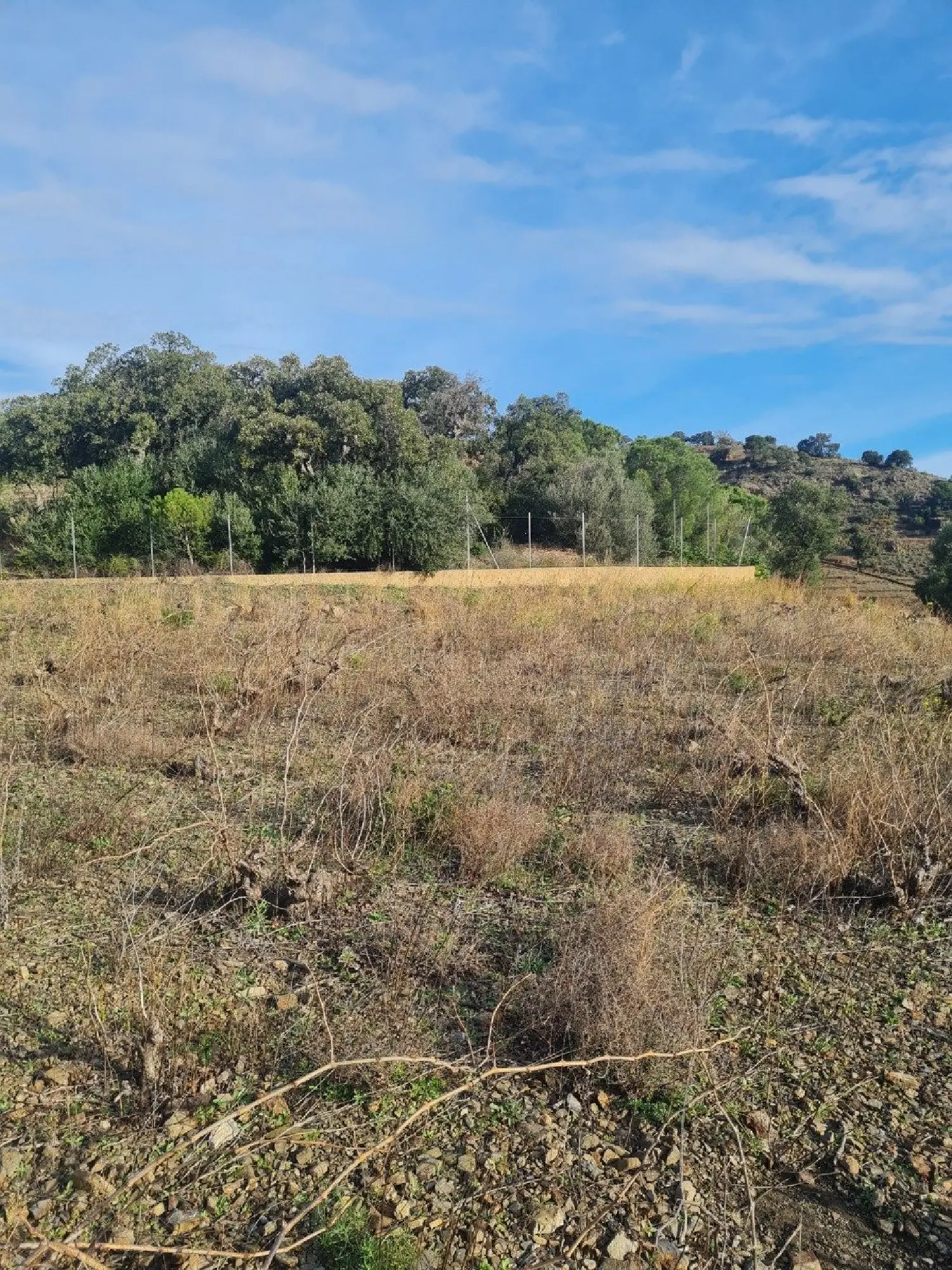  en venta terreno Banyuls-sur-Mer Pirineo Oriental 5