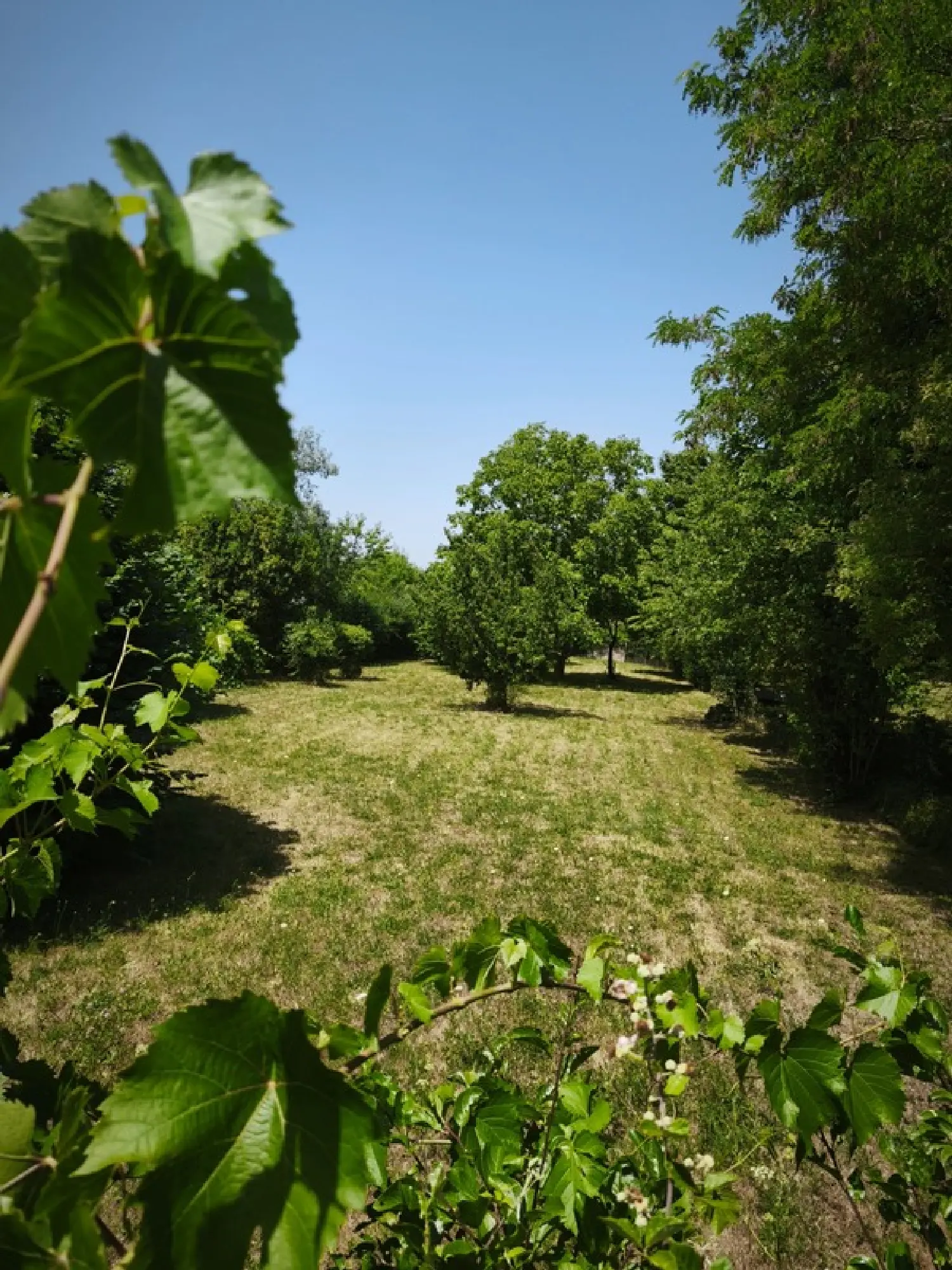  for sale terrain Bléneau Yonne 1