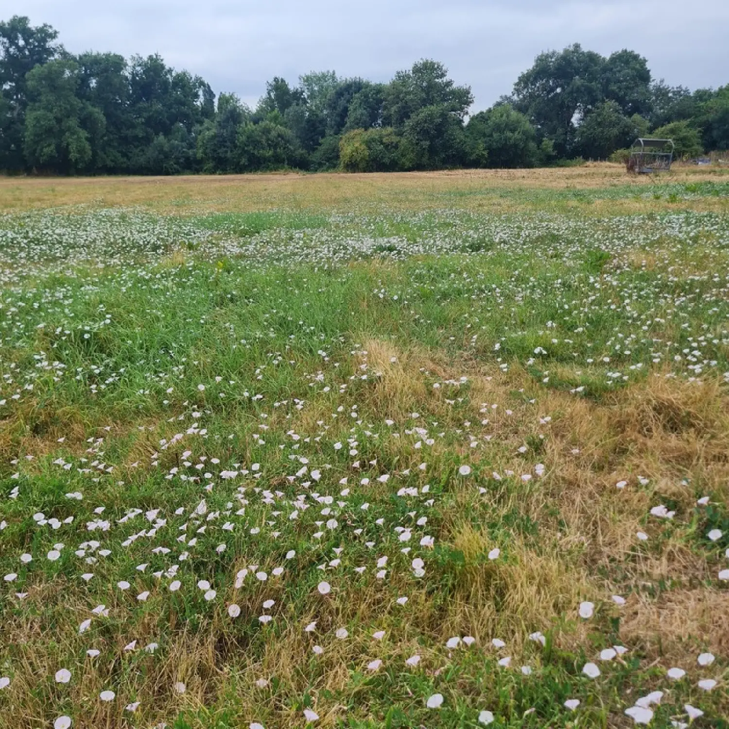  for sale terrain Coutras Gironde 1