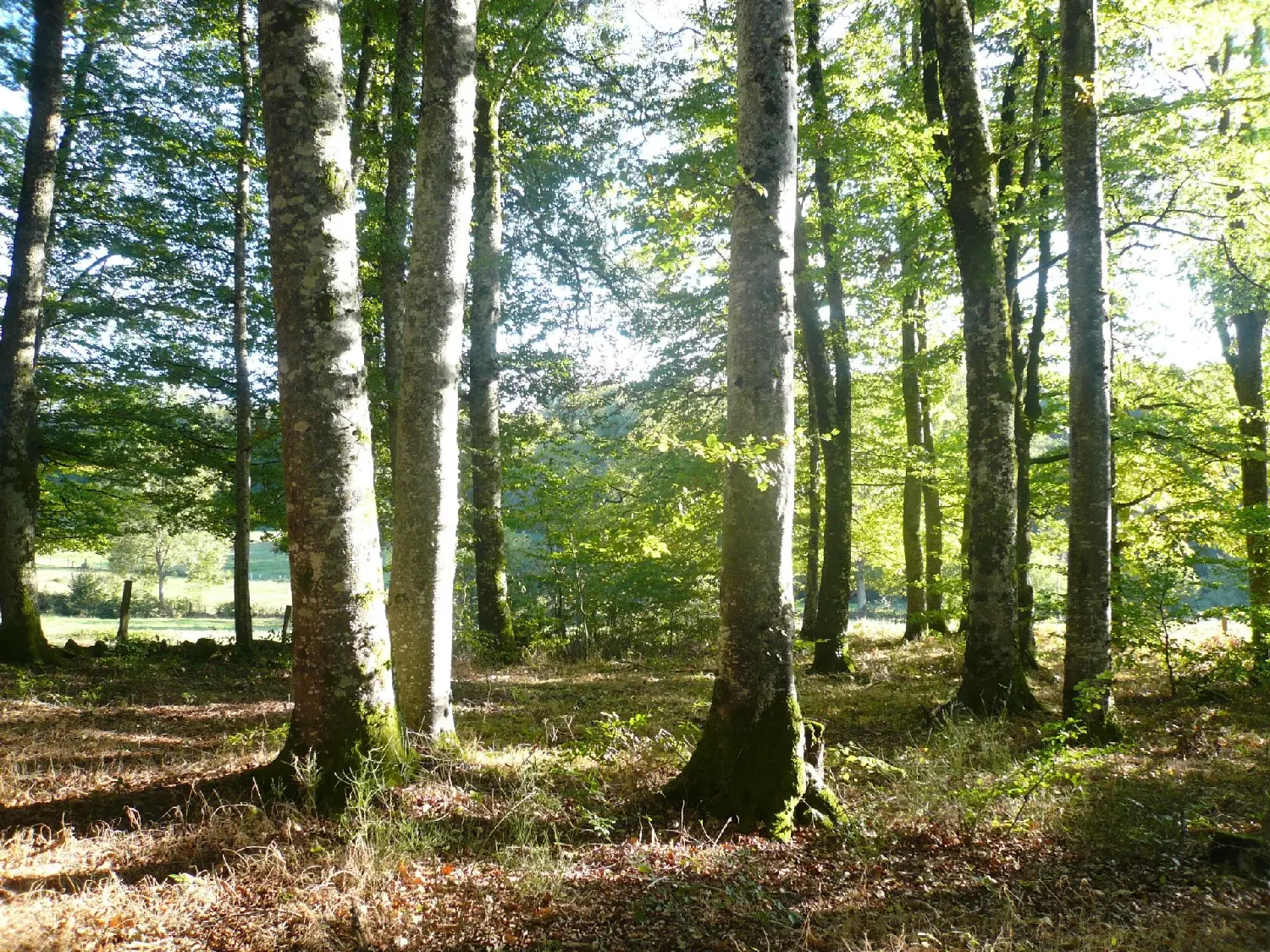  kaufen Grundstück Fransèches Creuse 7