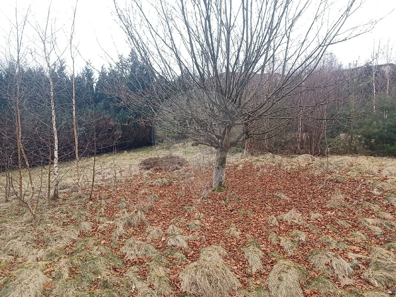  kaufen Grundstück Gérardmer Vogesen 3