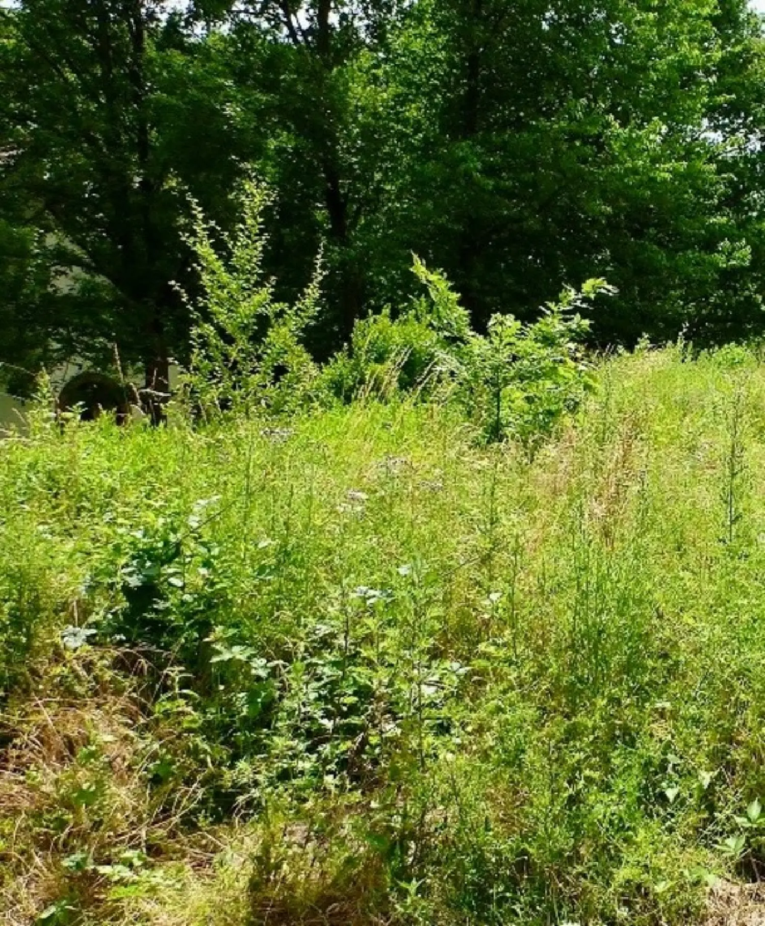  for sale terrain Le Thou Charente-Maritime 2