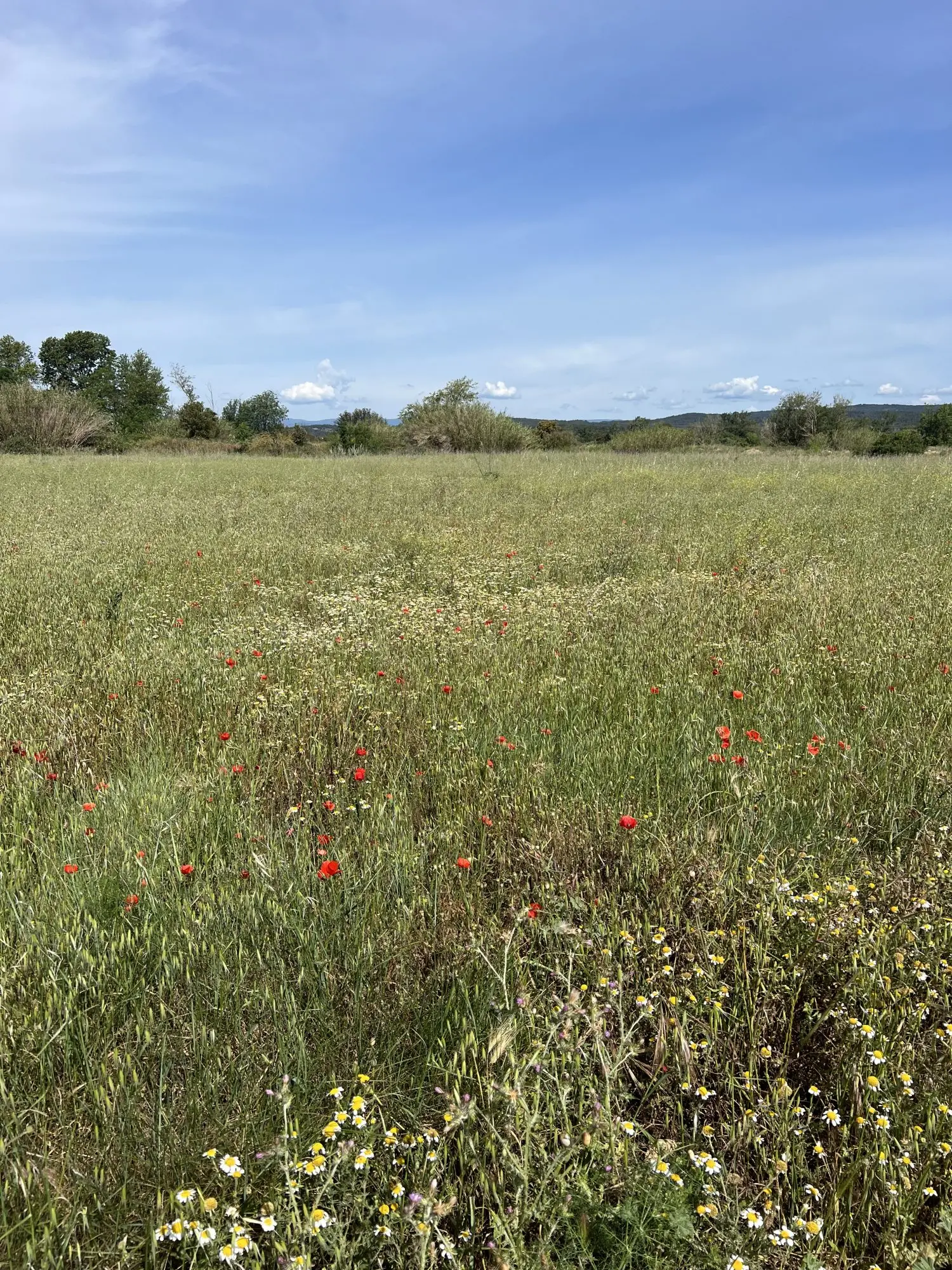  en venta terreno Luc-sur-Orbieu Aude 4