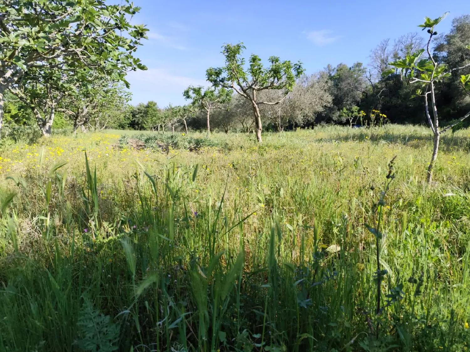 en venta terreno Montagnac Hérault 2
