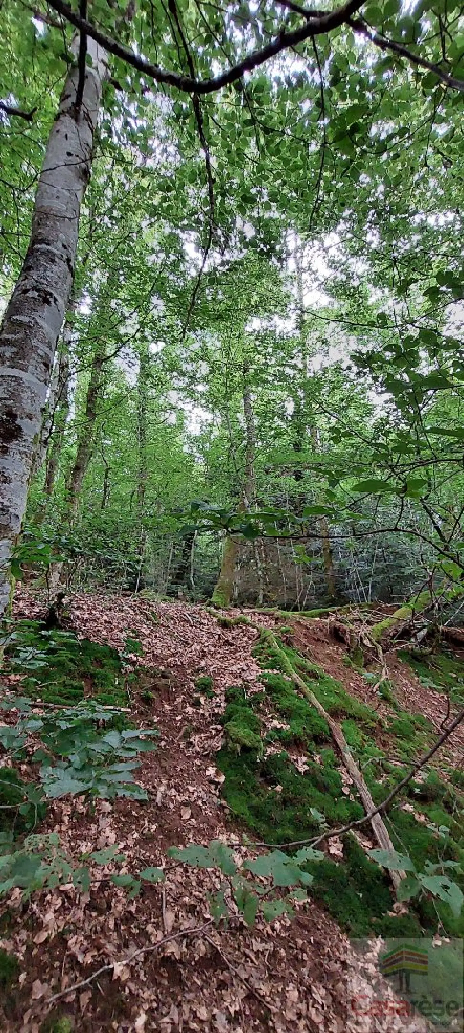  kaufen Grundstück Plancher-les-Mines Haute-Saône 2