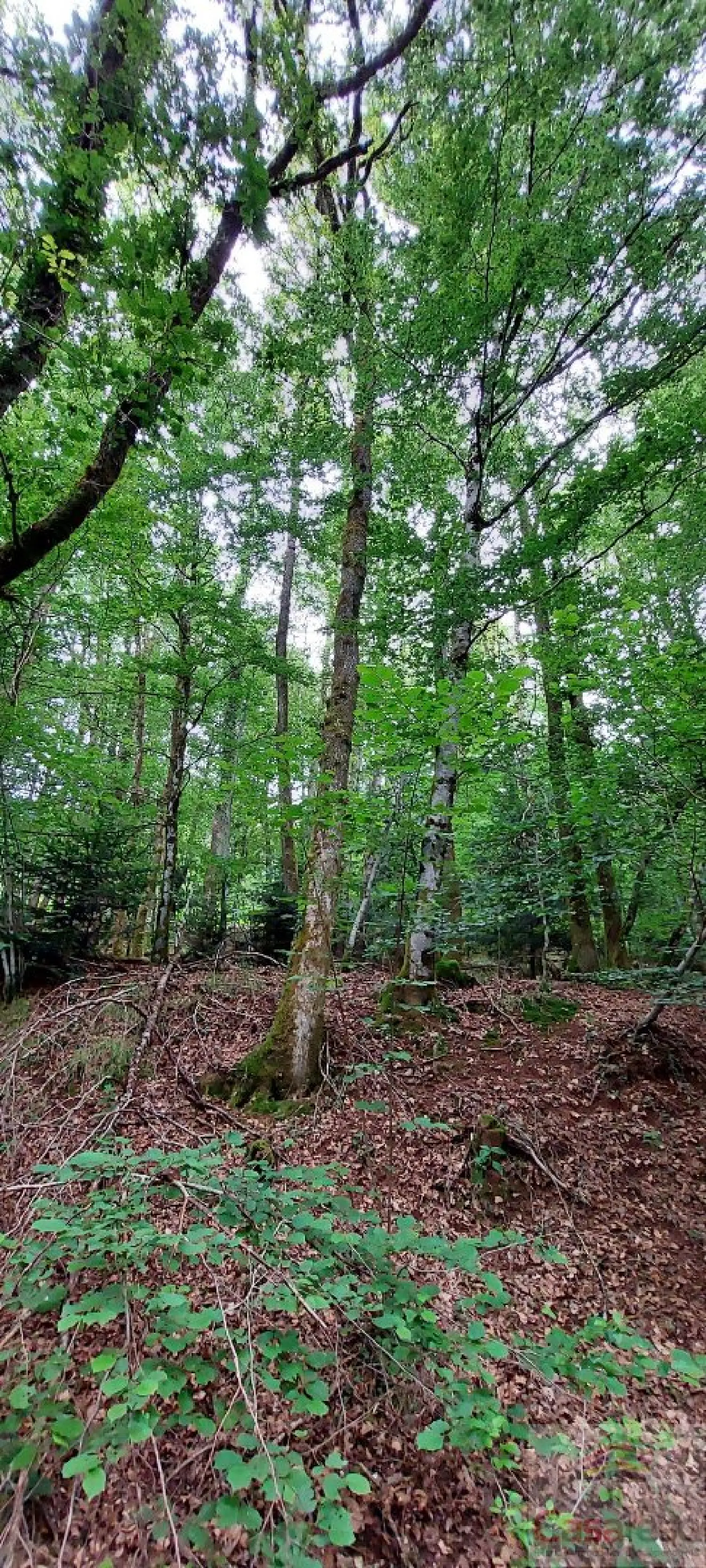  kaufen Grundstück Plancher-les-Mines Haute-Saône 3