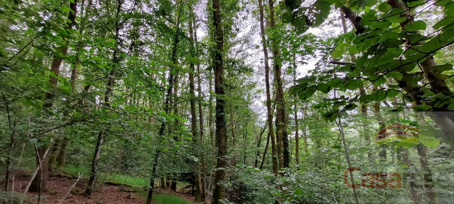  kaufen Grundstück Plancher-les-Mines Haute-Saône 5