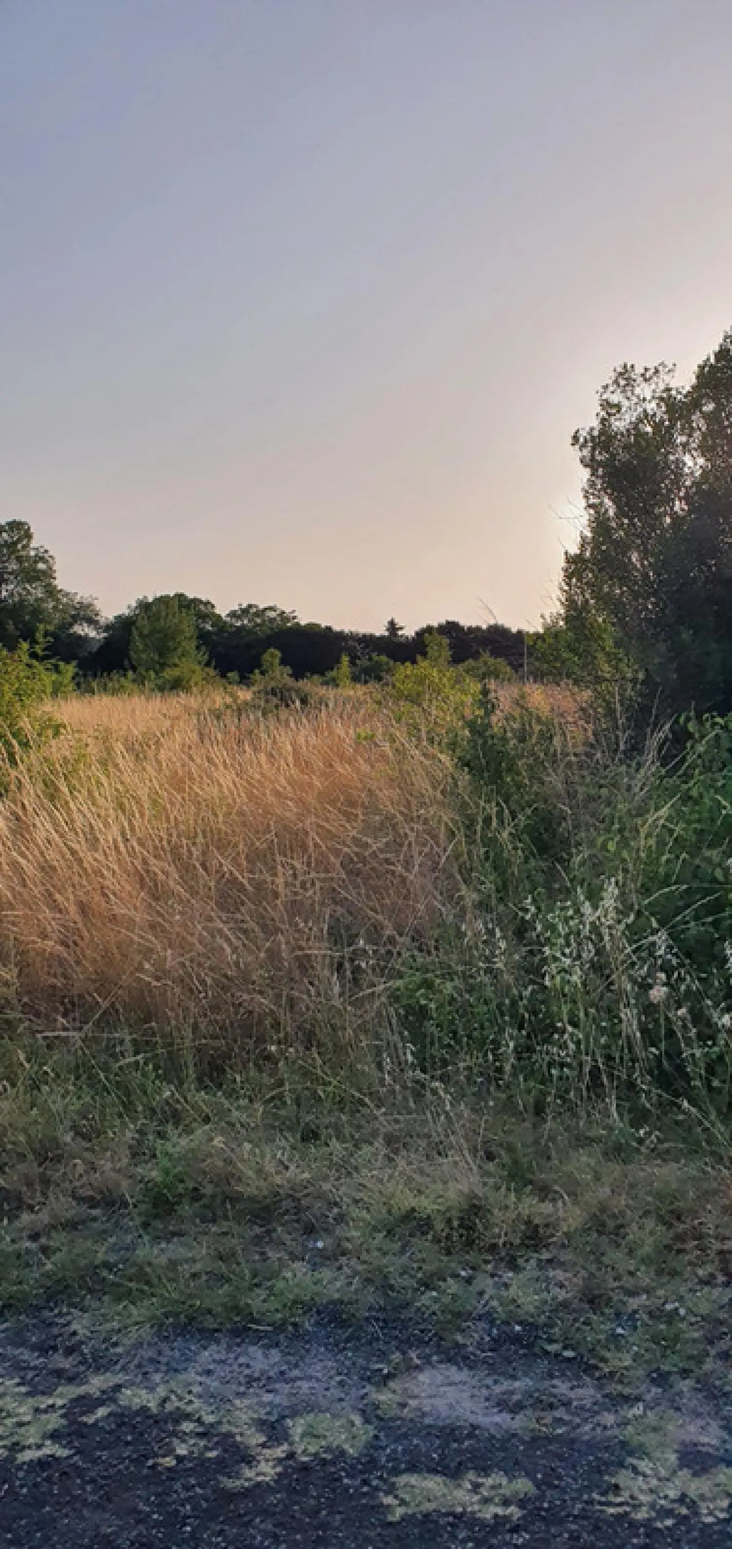  for sale terrain Saint-Ciers-du-Taillon Charente-Maritime 2