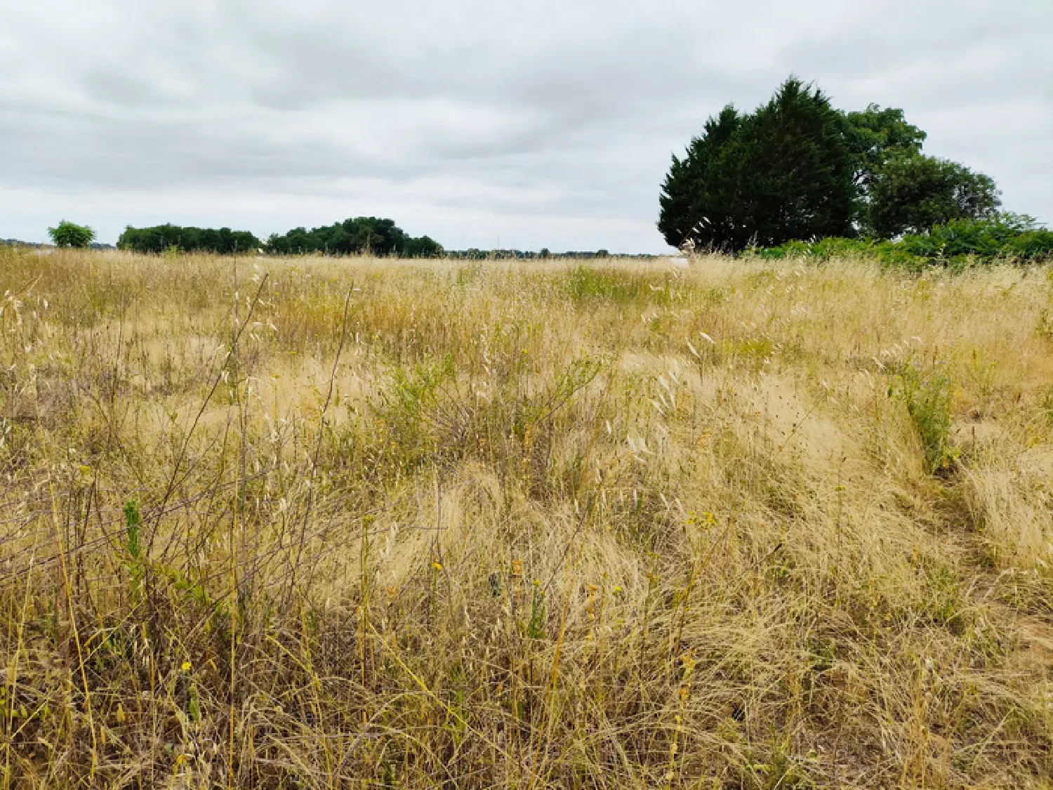  à vendre terrain Saint-Hilaire-du-Bois Charente-Maritime 1