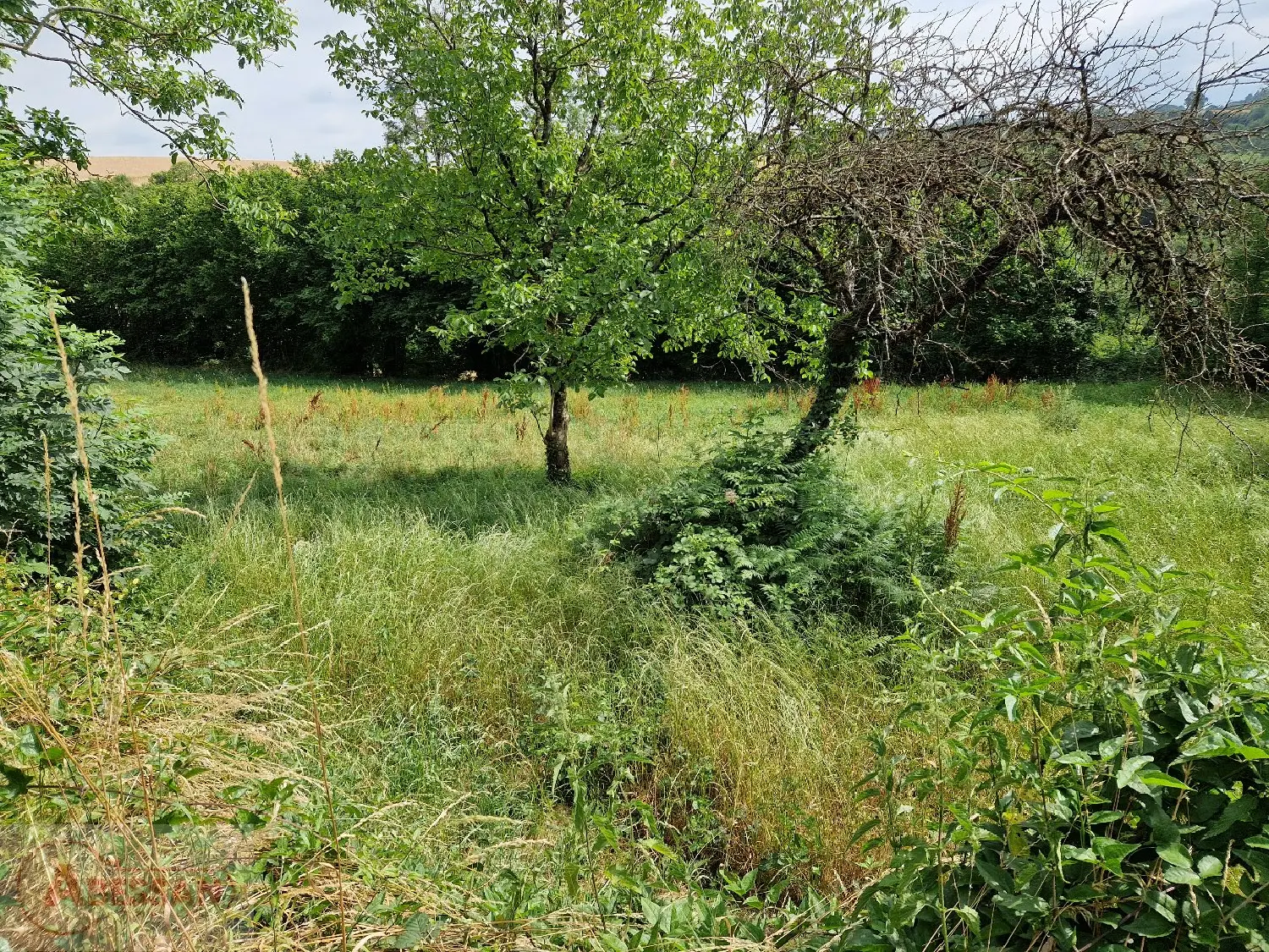  for sale terrain Vabre Tarn 3