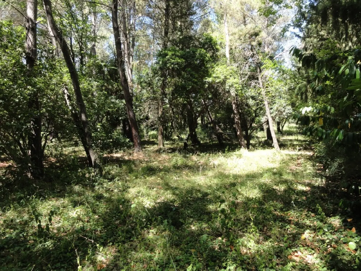  for sale terrain Villepinte Aude 4