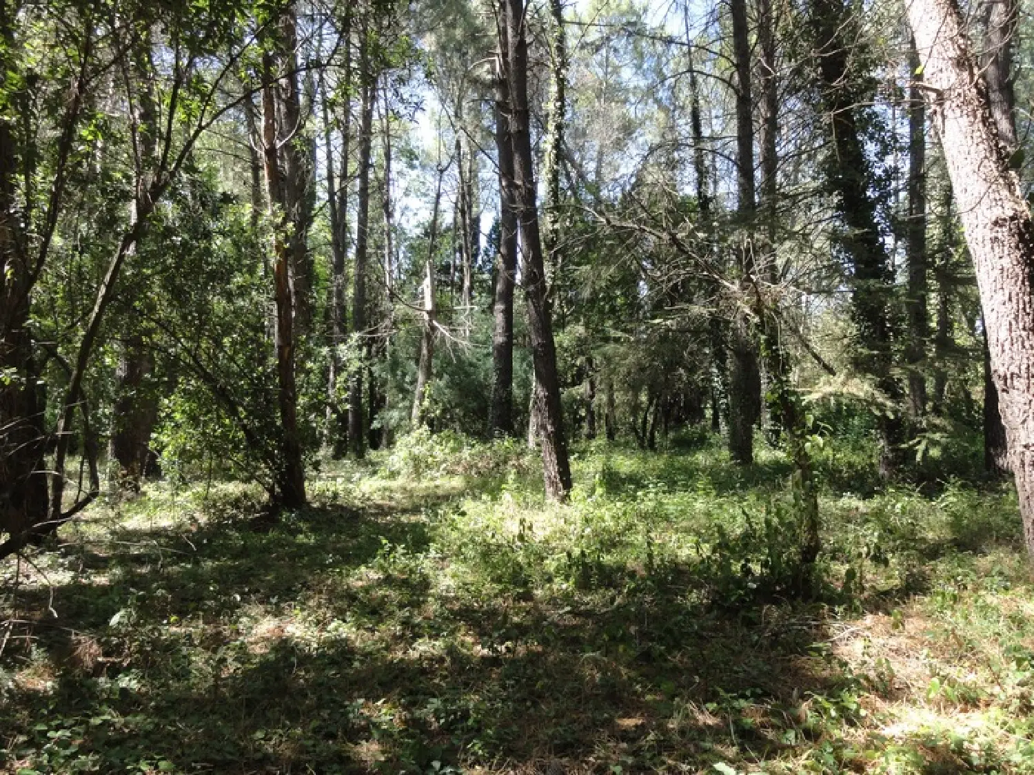  for sale terrain Villepinte Aude 5