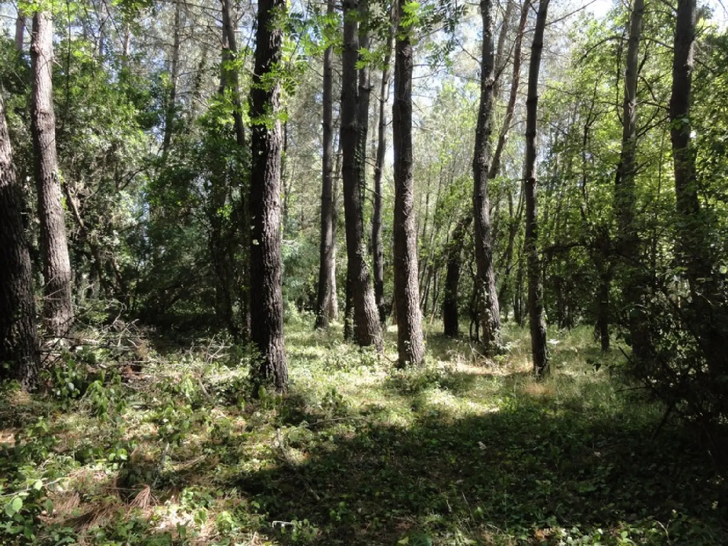  for sale terrain Villepinte Aude 6