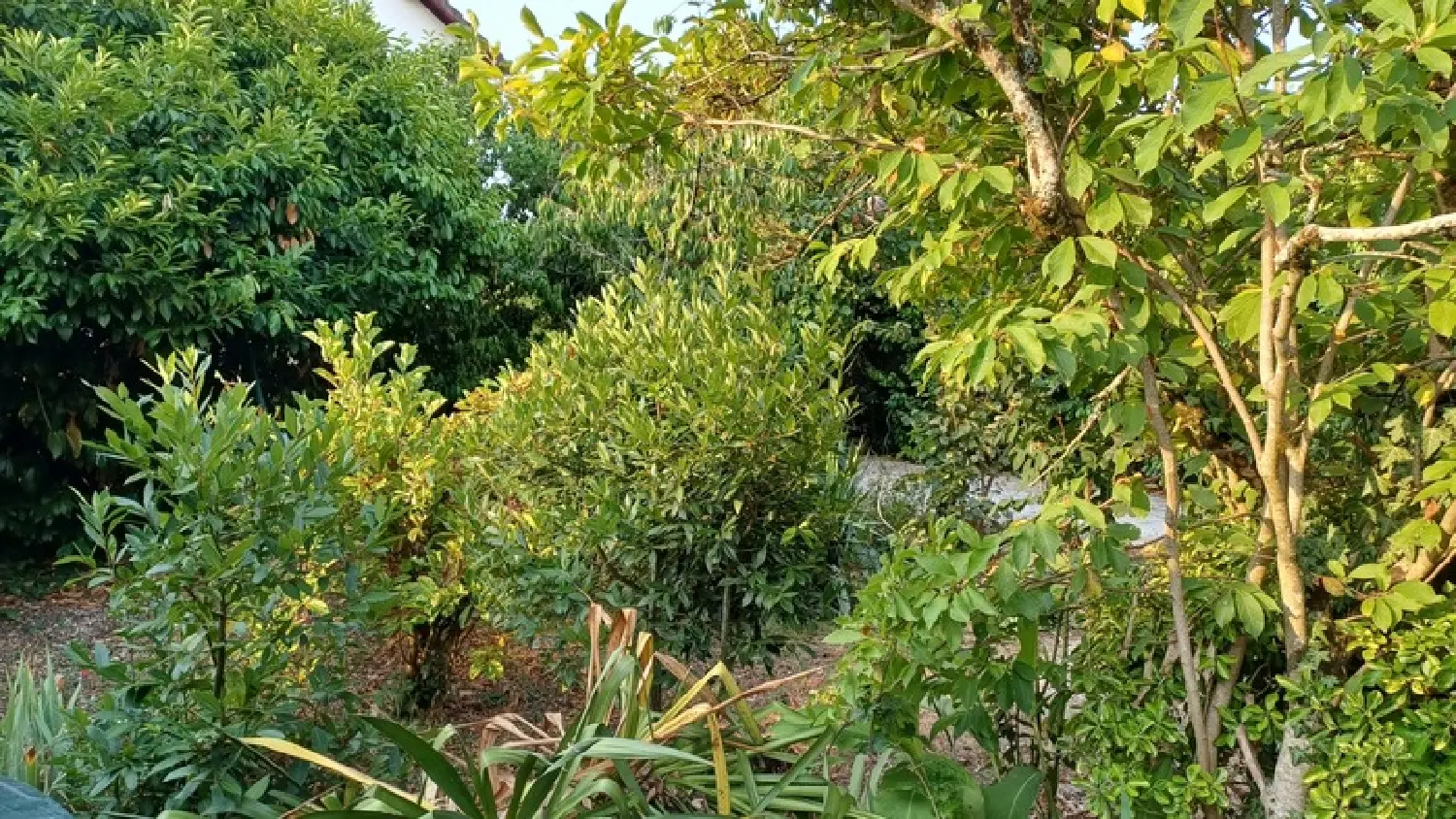  à vendre maison de ville Périgueux Dordogne 3