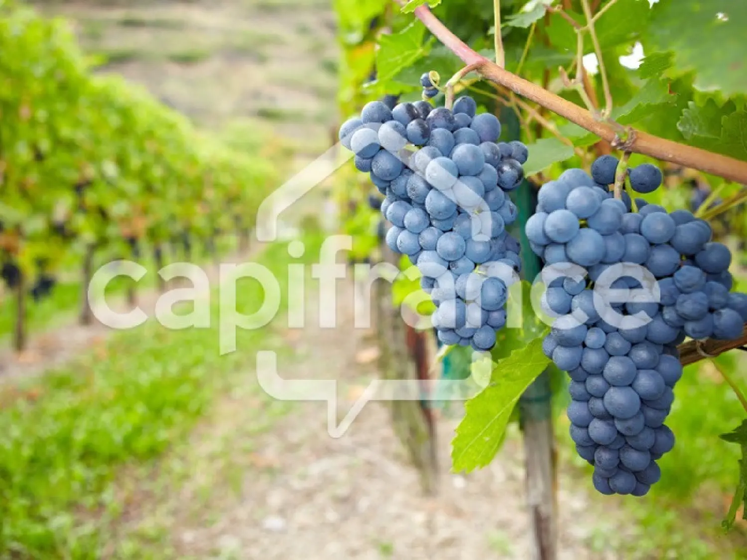  te koop huis Cissac-Médoc Gironde 1