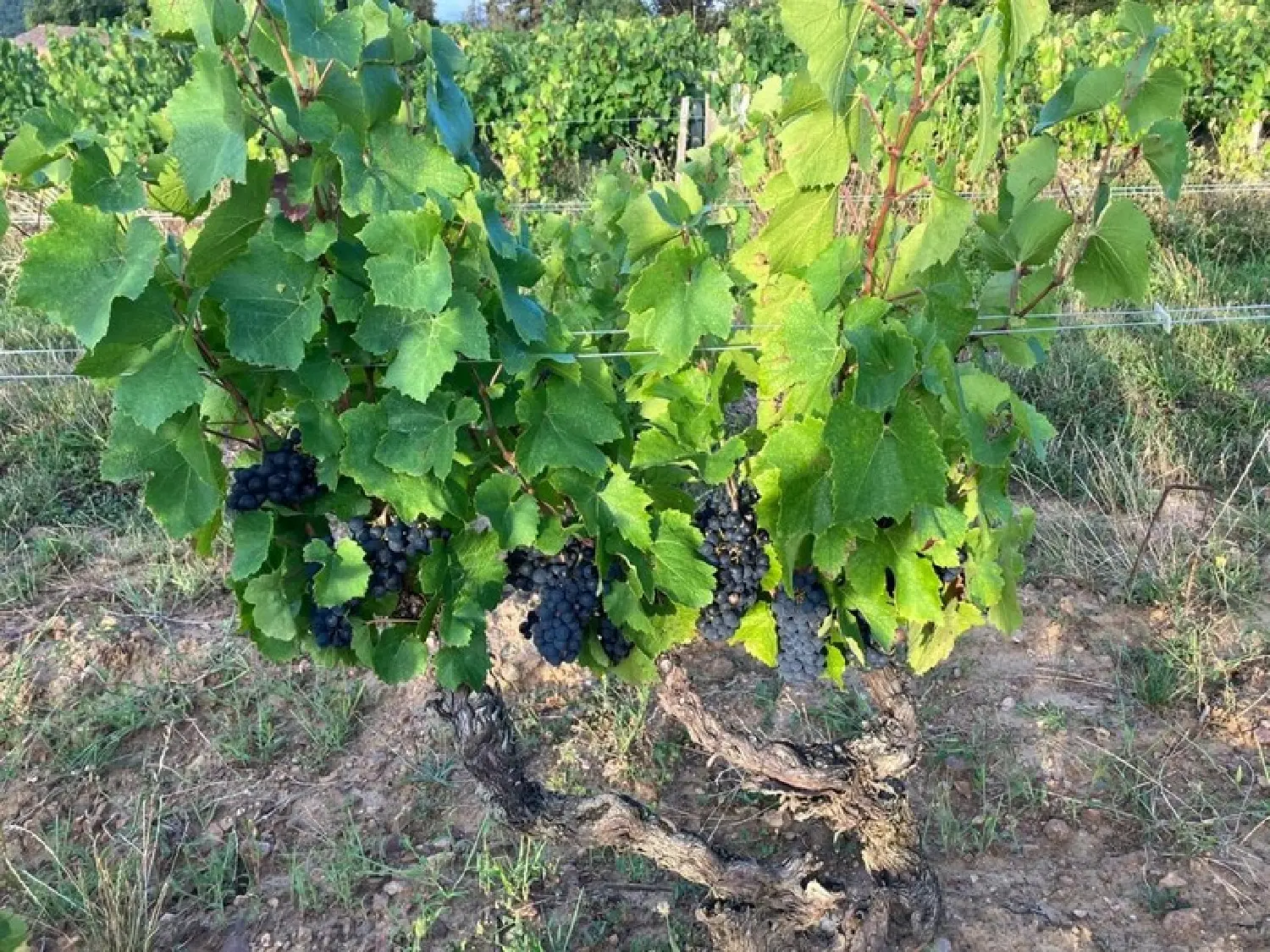  te koop huis Juliénas Rhône 1