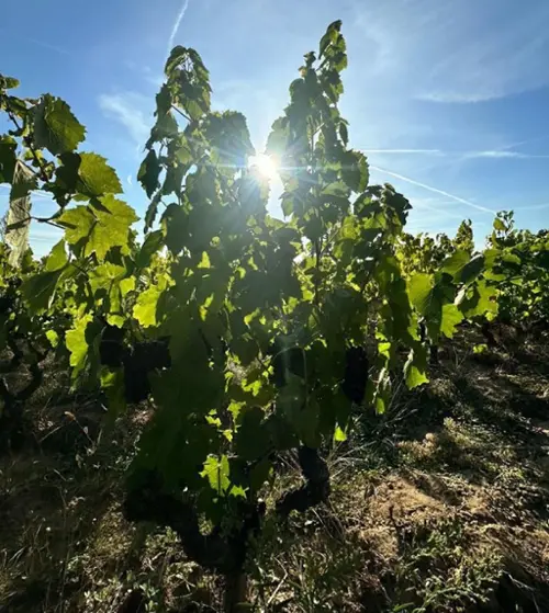Jullié Rhône house foto 7118138