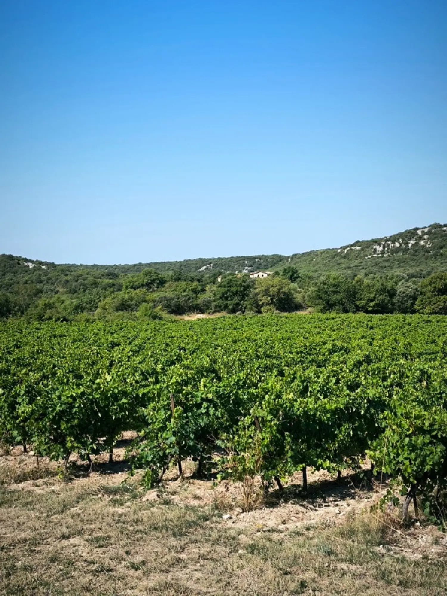  for sale house Sauve Gard 6