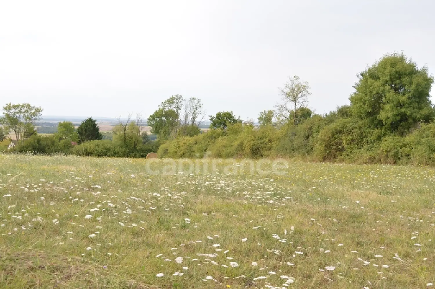  for sale terrain Alligny-Cosne Nièvre 4