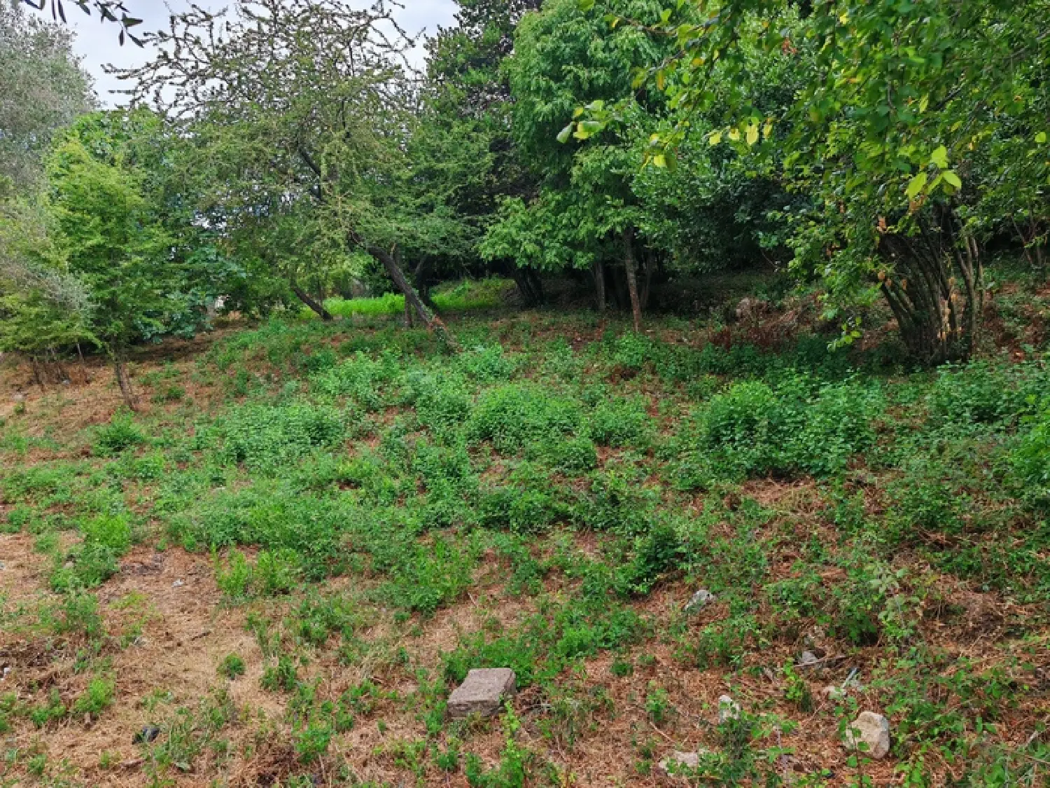  te koop terrein Falicon Alpes-Maritimes 1