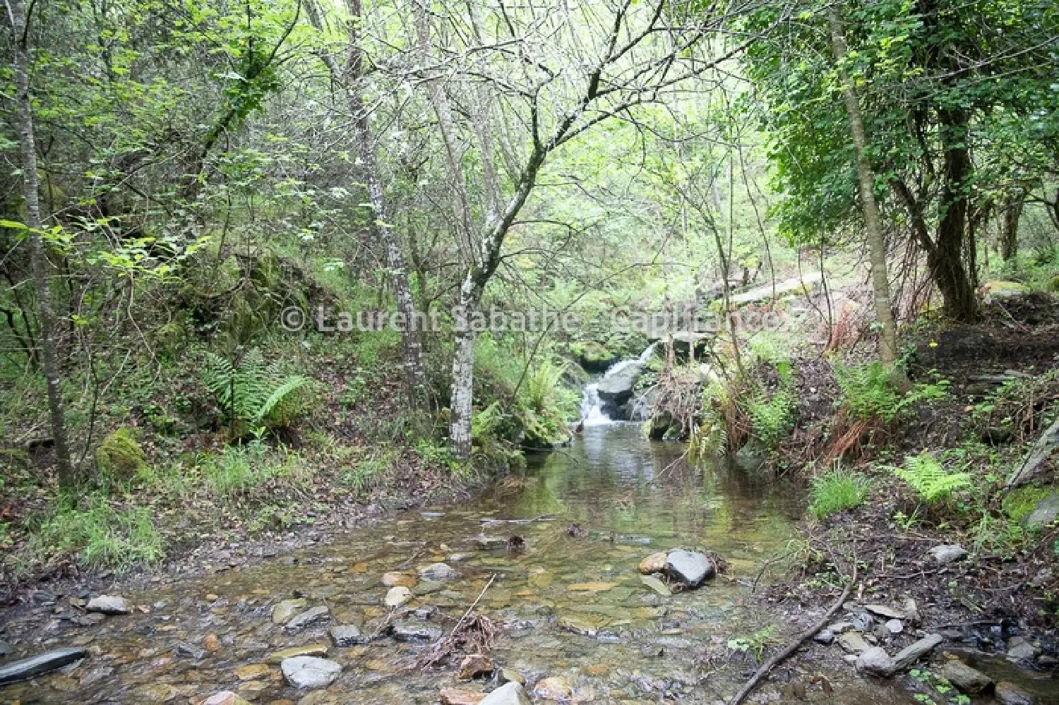  te koop terrein Glorianes Pyrénées-Orientales 6