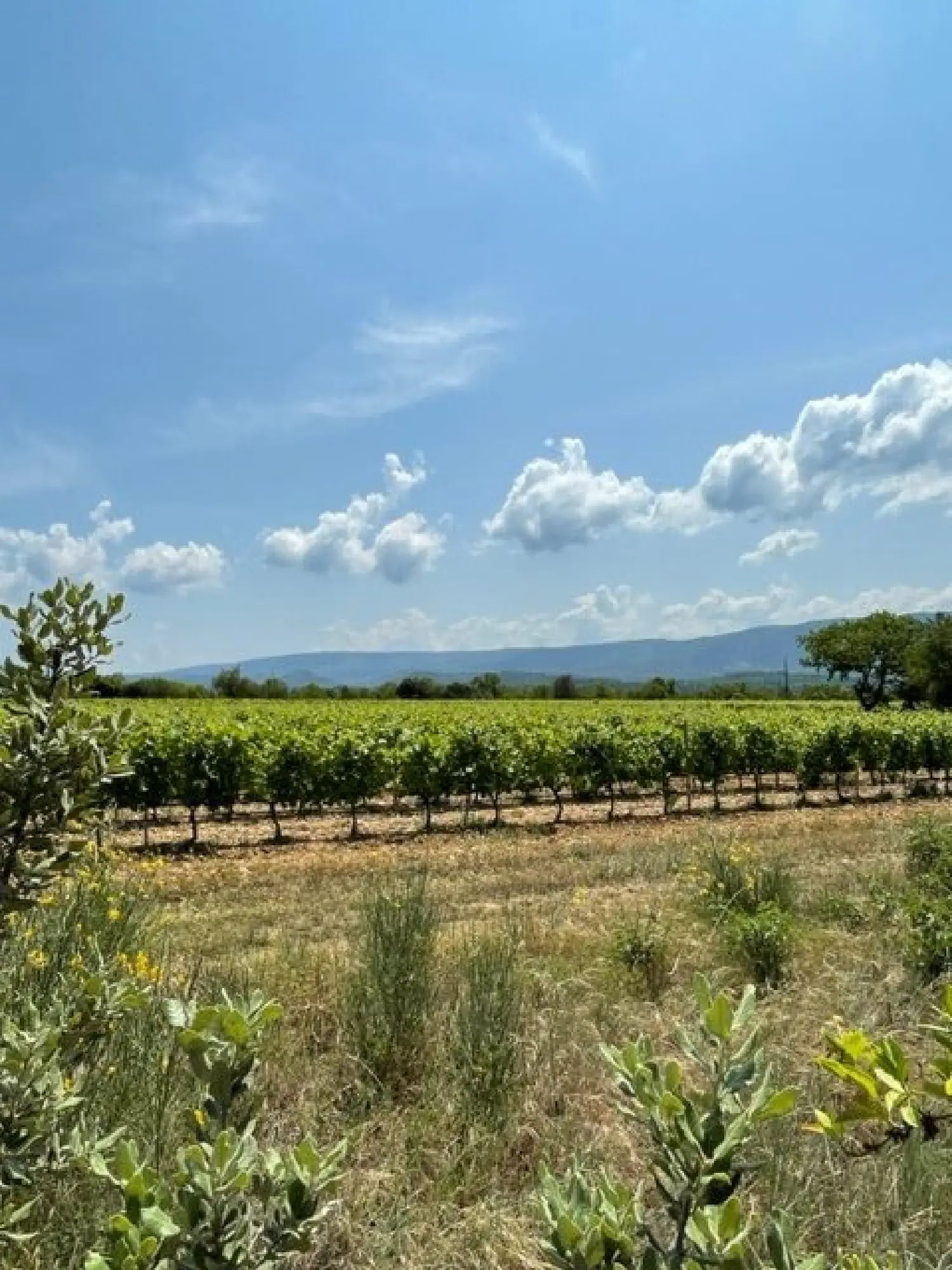  te koop villa Cabrières-d'Avignon Vaucluse 3