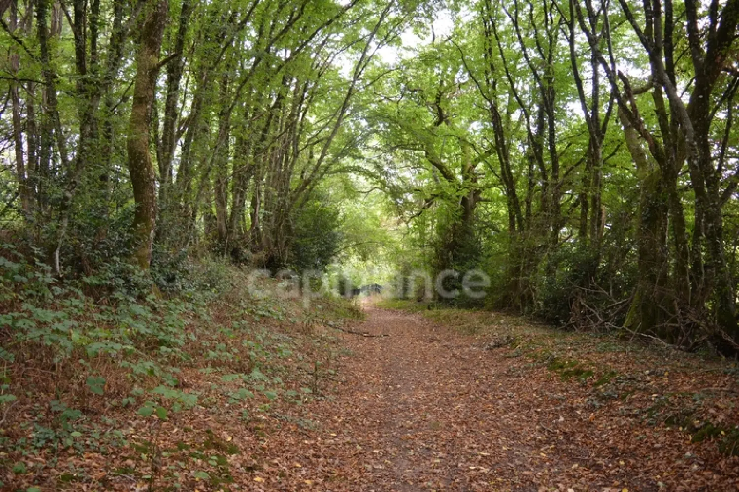  en venta finca rústica Crux-la-Ville Nièvre 5