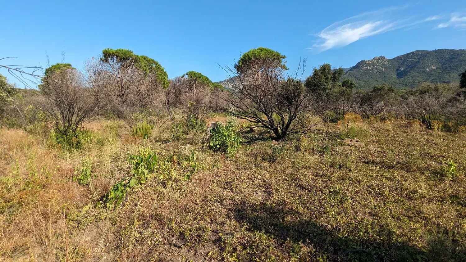  te koop terrein Saint-André Pyrénées-Orientales 5