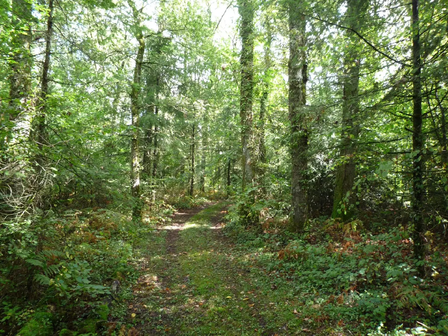  te koop terrein Juillac Corrèze 4