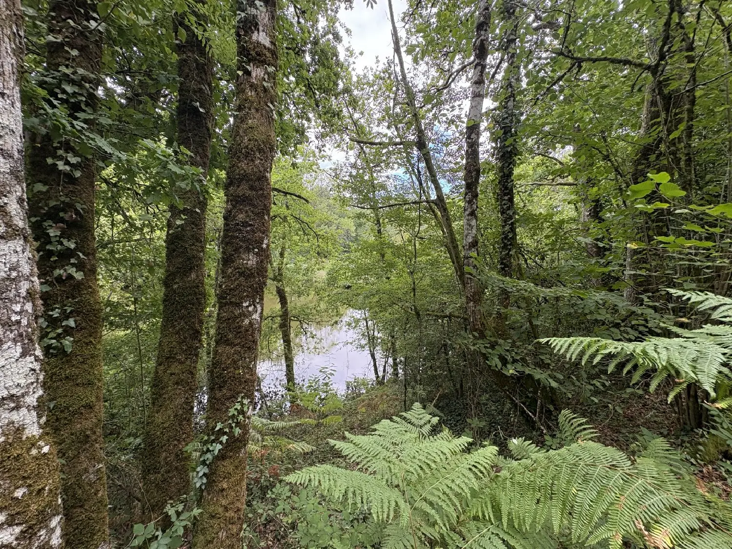  te koop terrein Juillac Corrèze 8