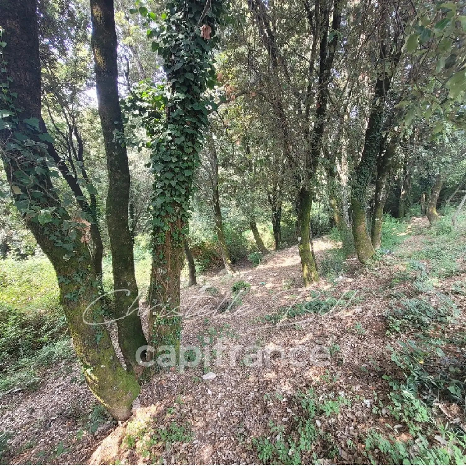  te koop terrein Levie Corse-du-Sud 2