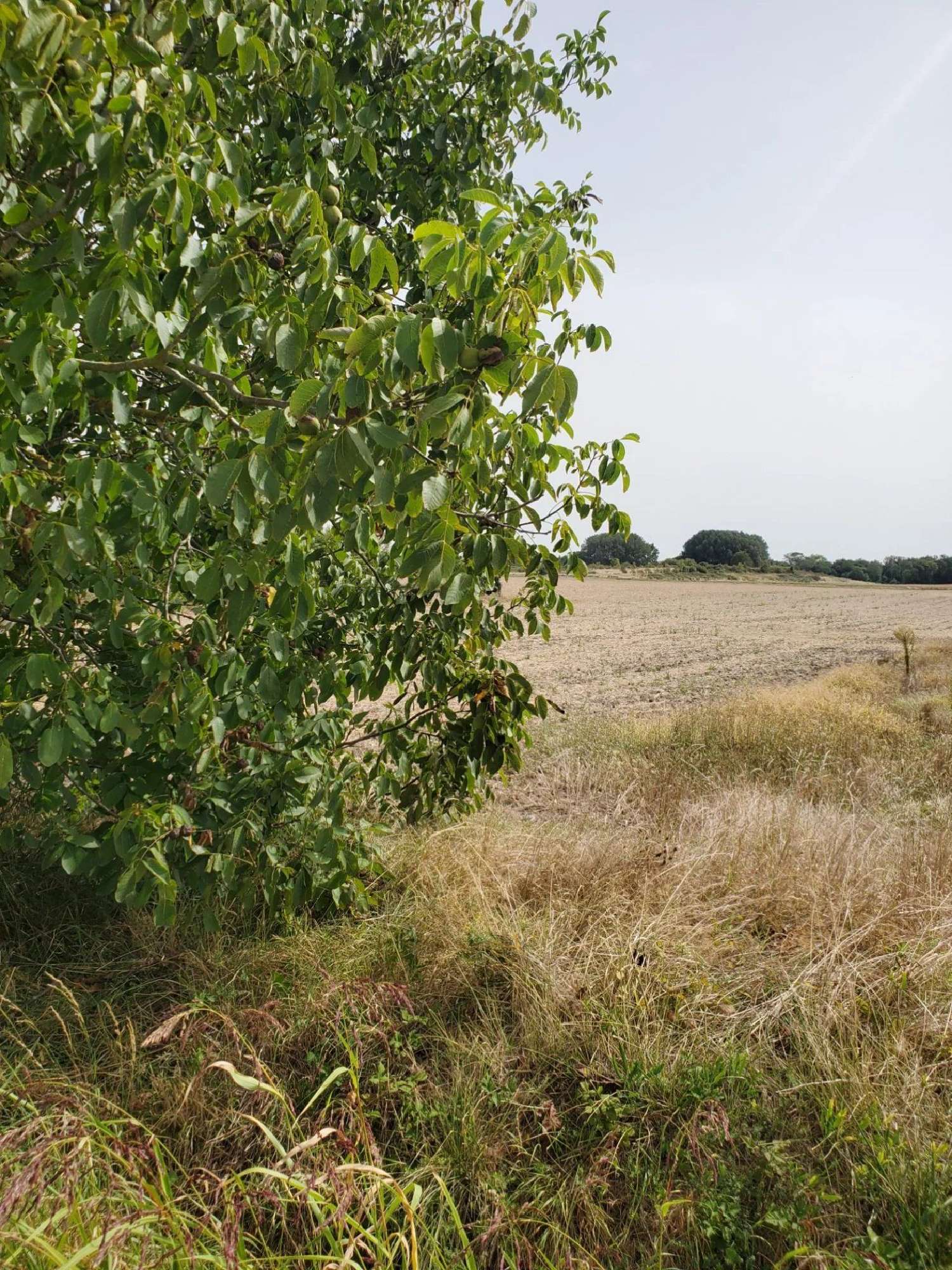  te koop terrein Meschers-sur-Gironde Charente-Maritime 1